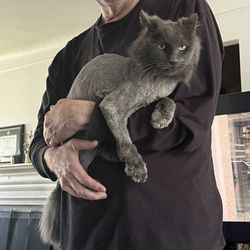 Shores Grooming - Doug with his new "haircut". He's a sweet boy don't judge him by his RBF