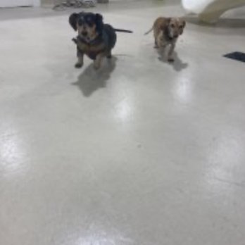 Pawsh Palace - Pet Boarding Near Me - Las Vegas, Nevada