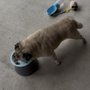 All Creatures Hyperbaric Care
