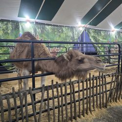 North Georgia State Fair