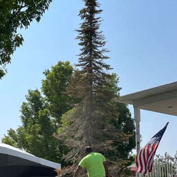 Tree Surgeon Expert - Dead tree, had to go. - Tree Services Near Me Tree Surgeon Expert - Dead tree, had to go. - Tree Services Near Me