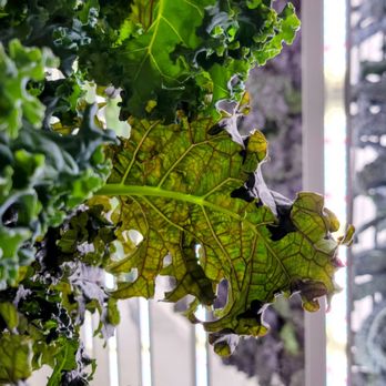 Farm and Market - Gorgeous Kale - Salad Near Me - Denver, Colorado Farm and Market - Gorgeous Kale - Salad Near Me - Denver, Colorado