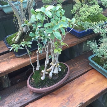 Exotic Bonsai - Nurseries & Gardening Near Me - Los Angeles, California Exotic Bonsai - Nurseries & Gardening Near Me - Los Angeles, California