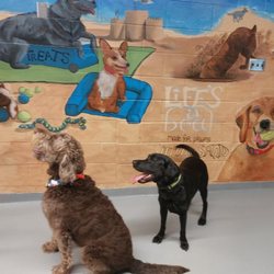 K Street Group - Some of our furry friends
