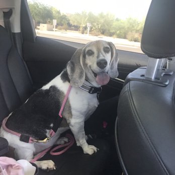Find Your Inner Dog Training - Pet Training Near Me - Scottsdale, Arizona