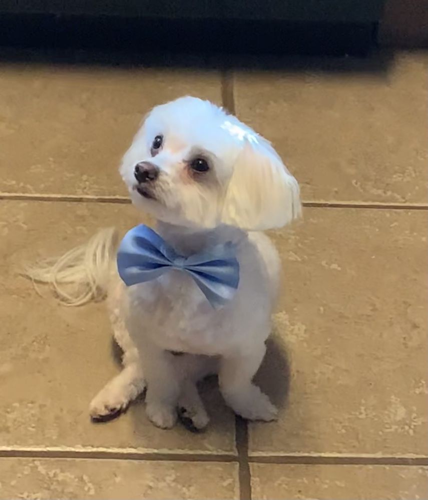 PALACE DOG GROOMING Updated September 2024 22 Photos 11985