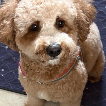 Pet Oasis - Pet Stores Near Me - New York, New York Pet Oasis - Pet Stores Near Me - New York, New York