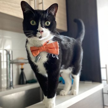Metro Mutts - Snape is a dapper little man. - Dog Walkers Near Me - Washington, DC, District of Columbia