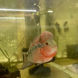 Summerland Tropical Fish Farms