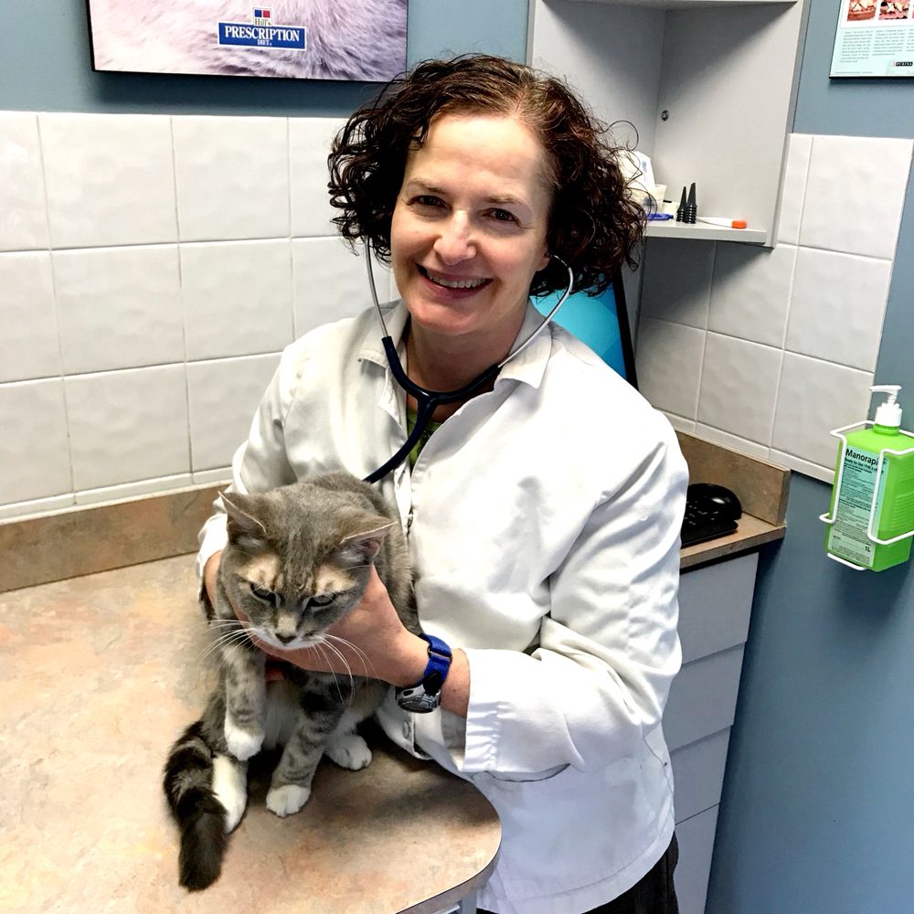 LONDON CAT CLINIC Updated September 2024 12 Photos 6 Stanley