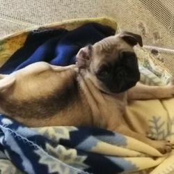First Lutheran Community Church - Doug the Pug when he was little