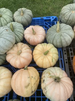 Bremer Produce U-Pick Flower Farm by null