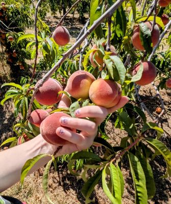 Bells Orchard by null