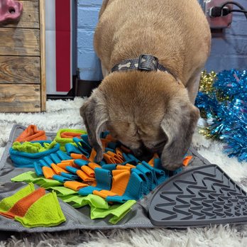 Playtime Pup Ranch - Chewy sniffing through the snuffle mat - Dog Walkers Near Me - Des Plaines, Illinois Playtime Pup Ranch - Chewy sniffing through the snuffle mat - Dog Walkers Near Me - Des Plaines, Illinois