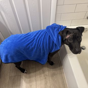 Unbreakable Bond Dog Training - After bath picture of Roxie - Pet Training Near Me