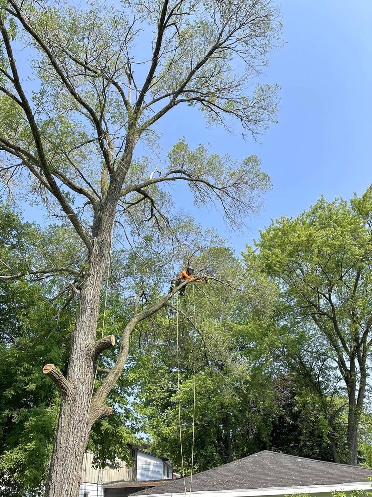 Rdgzmke tree removal  - tree service in Milwaukee, WI
