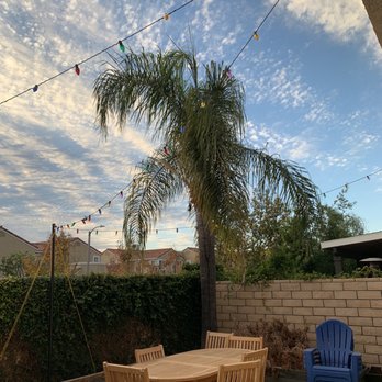 Timber Tree Service - BEFORE pic of our backyard's small palm tree - Tree Services Near Me Timber Tree Service - BEFORE pic of our backyard's small palm tree - Tree Services Near Me