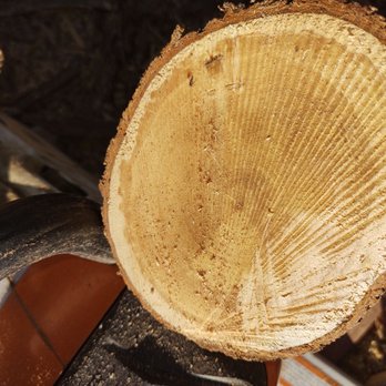 A-1 Firewood - A piece of wet wood from my five chords - Firewood Near Me - Albuquerque, New Mexico