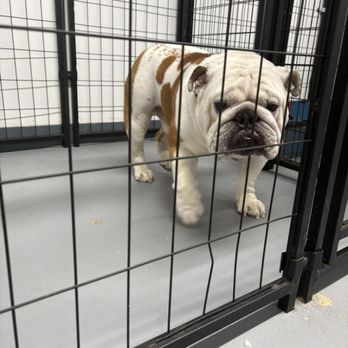 Zippity Doo Dawgs - Pet Groomers Near Me - Kingsland, Texas Zippity Doo Dawgs - Pet Groomers Near Me - Kingsland, Texas