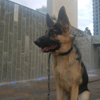 Down Boy Down K9 - Pet Training Near Me - Charlotte, North Carolina Down Boy Down K9 - Pet Training Near Me - Charlotte, North Carolina