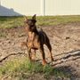 Photo of ZOOMIES Pet Hotel