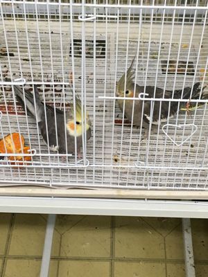 Carol's Pet Center by null