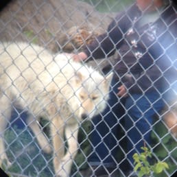 Volunteer interacting right in front of us with the wolves.