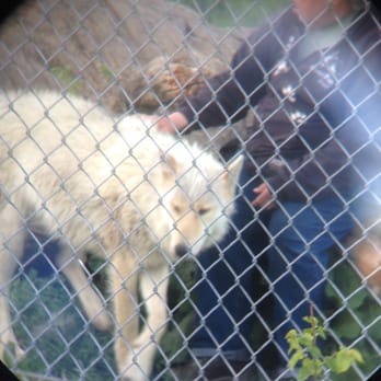 Wolf Park - Volunteer interacting right in front of us with the wolves. - Parks Near Me - Battle Ground, Indiana