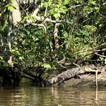 Ultimate Swamp Adventures - Tours Near Me - Westwego, Louisiana Ultimate Swamp Adventures - Tours Near Me - Westwego, Louisiana