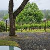 Springhill Cellars gift card