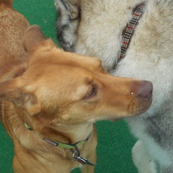 Central Bark Doggy Day Care - Pet Sitting Near Me - Sheboygan, Wisconsin Central Bark Doggy Day Care - Pet Sitting Near Me - Sheboygan, Wisconsin