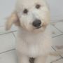 Photo of Soggy Paws Pet Resort and Spa