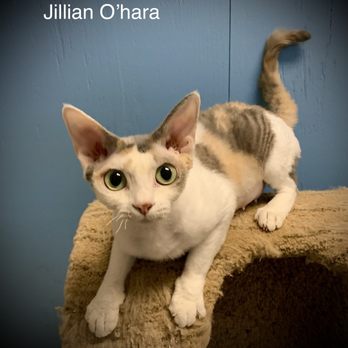 Kurakats - Pet Adoption Near Me - Fleetwood, North Carolina Kurakats - Pet Adoption Near Me - Fleetwood, North Carolina