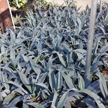 Ramy's Nursery - Agaved - Nurseries & Gardening Near Me - Reseda, California