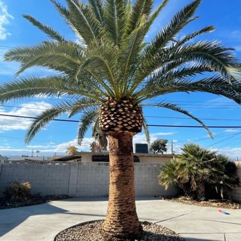 Aron's Tree Service - After - Tree Services Near Me