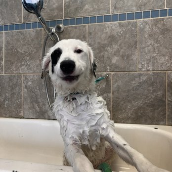 Dogtopia of Tysons Corner - Fun Spa Days at Dogtopia of Tyson's Corner! - Pet Groomers Near Me - McLean, Virginia
