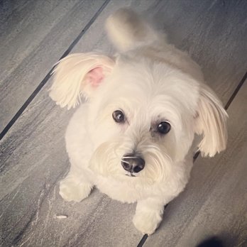 Barking Dogs Mobile Grooming - Pet Groomers Near Me