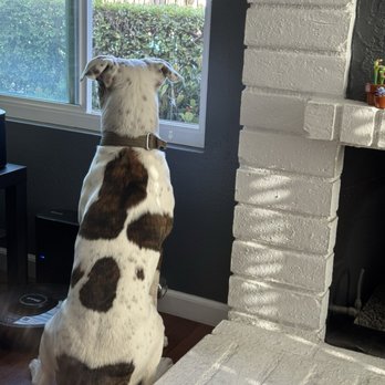The Clip Joint Pet Grooming - Doggy - Pet Groomers Near Me - Orange, California