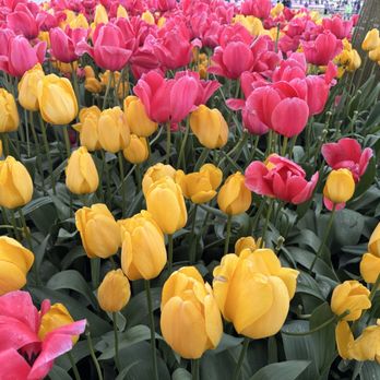 Roozengaarde Display Garden & Store - Florists Near Me - Mount Vernon, Washington Roozengaarde Display Garden & Store - Florists Near Me - Mount Vernon, Washington