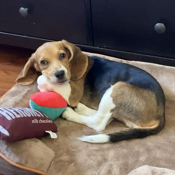Dunkin' - He loves Dunkin's dog toys. - Donuts Near Me - Rancho Cucamonga, California
