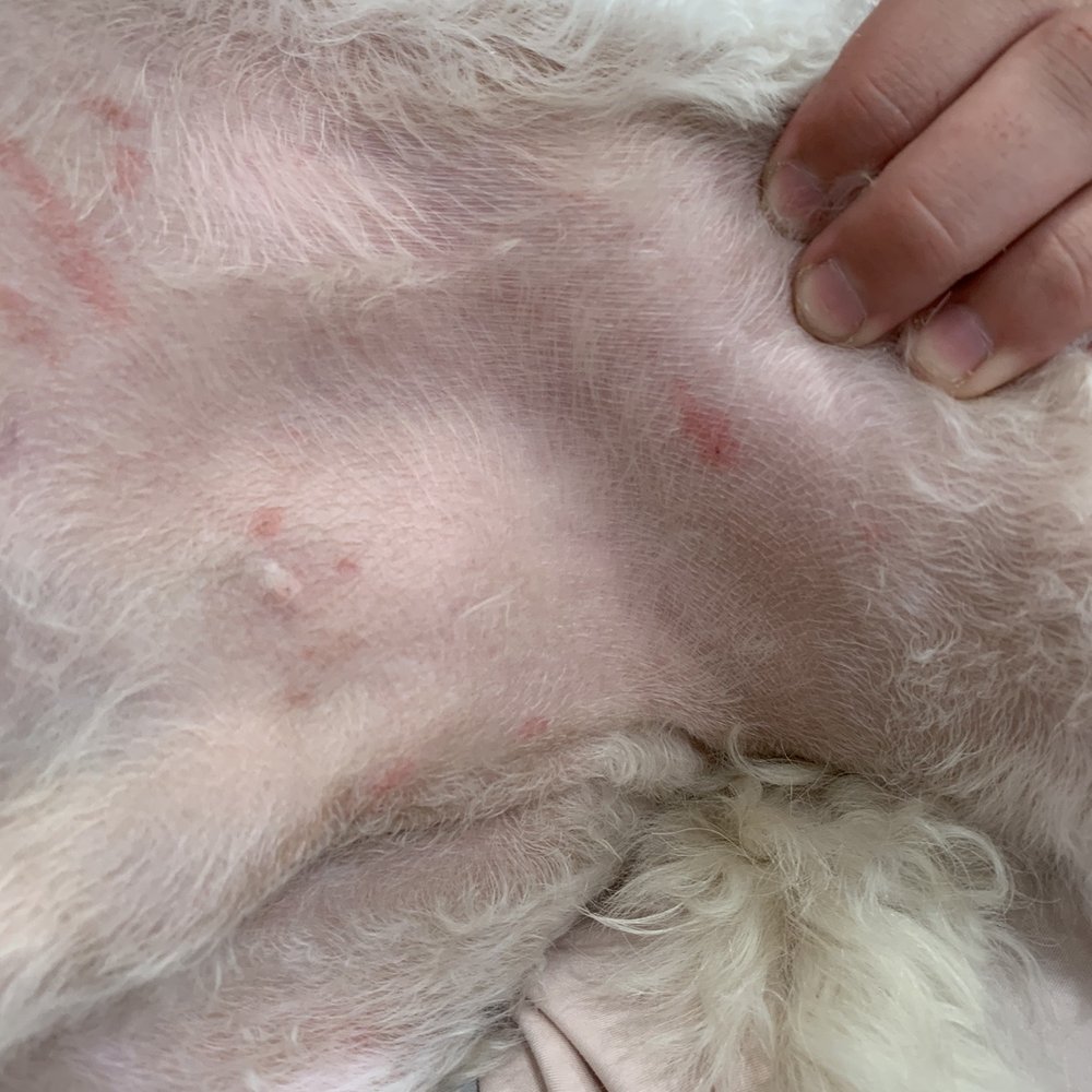 Dog Gone Gorgeous - Cuts in private area - Pet Groomers Near Me - Canton, Massachusetts Dog Gone Gorgeous - Cuts in private area - Pet Groomers Near Me - Canton, Massachusetts