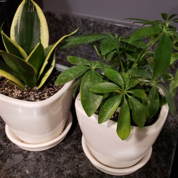 Art Terrarium - Snake Tongue (Sansevieria) and Umbrella (Shefflera) Plants. Matching pots also purchased at AT. - Nurseries & Gardening Near Me - Des Moines, Iowa Art Terrarium - Snake Tongue (Sansevieria) and Umbrella (Shefflera) Plants. Matching pots also purchased at AT. - Nurseries & Gardening Near Me - Des Moines, Iowa