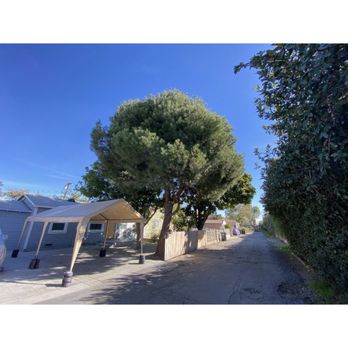 Acevedo Tree Service - Tree Services Near Me - Los Angeles, California Acevedo Tree Service - Tree Services Near Me - Los Angeles, California