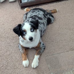 Here's Percy, our mini Aussie. Love the frog dog pose