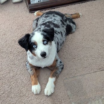 Escalon Small Animal Clinic - Here's Percy, our mini Aussie. Love the frog dog pose - Veterinarians Near Me - Escalon, California