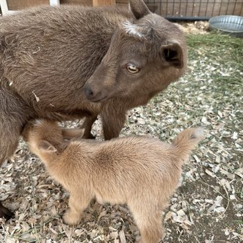 East County Large & Small Animal Practice - Baby is nursing well - Veterinarians Near Me - El Cajon, California East County Large & Small Animal Practice - Baby is nursing well - Veterinarians Near Me - El Cajon, California