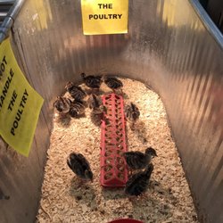 Atwood's - Poultry for sale