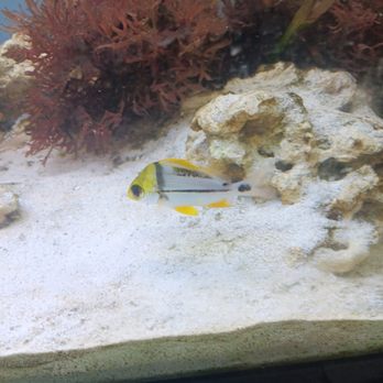 Topsail Aquarium - Aquariums Near Me - Surf City, North Carolina