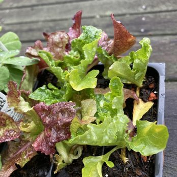 McDonnell Nursery - Mixed lettuce plant starts. - Nurseries & Gardening Near Me - Orinda, California McDonnell Nursery - Mixed lettuce plant starts. - Nurseries & Gardening Near Me - Orinda, California