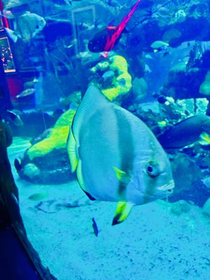 The Aquarium at Silverton Casino by null